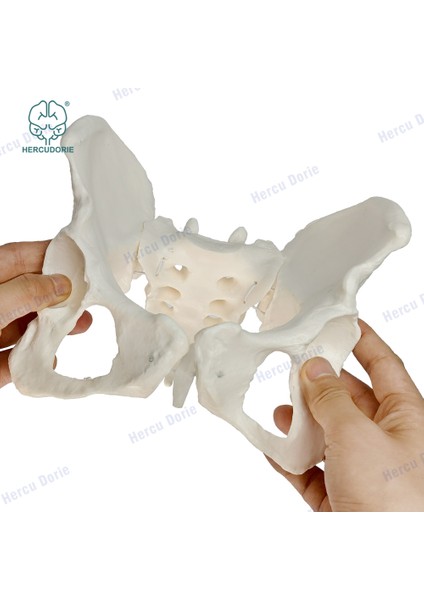 Fildişi Tarzı Bilimsel Dişi Pelvis Modeli, Hareketli, Esnek Kordon Bağlantılı, Gerçek Boyutlu Pelvis, Insan Anatomi Özellikleri Kalça, Sakrum ve Kuyruk Kemiği (Yurt Dışından) modelleri