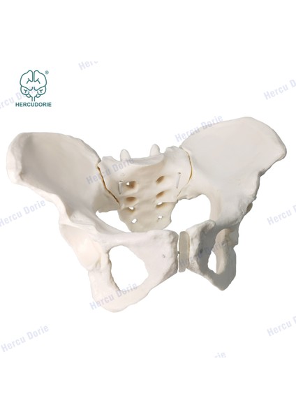 Fildişi Tarzı Bilimsel Dişi Pelvis Modeli, Hareketli, Esnek Kordon Bağlantılı, Gerçek Boyutlu Pelvis, Insan Anatomi Özellikleri Kalça, Sakrum ve Kuyruk Kemiği (Yurt Dışından) fırsatları