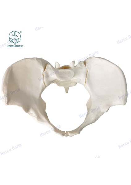Fildişi Tarzı Bilimsel Dişi Pelvis Modeli, Hareketli, Esnek Kordon Bağlantılı, Gerçek Boyutlu Pelvis, Insan Anatomi Özellikleri Kalça, Sakrum ve Kuyruk Kemiği (Yurt Dışından) indirimleri