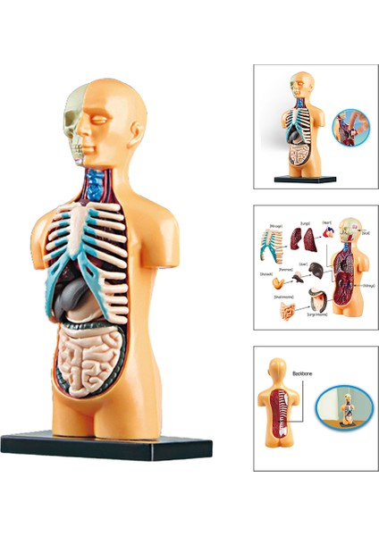 Insan Gövde Model Anatomi Anatomik Tıbbi Sınıf Aracı Çıkarılabilir Iç Organlar ile (Yurt Dışından) fiyatları