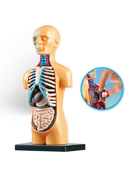 Insan Gövde Model Anatomi Anatomik Tıbbi Sınıf Aracı Çıkarılabilir Iç Organlar ile (Yurt Dışından) modelleri