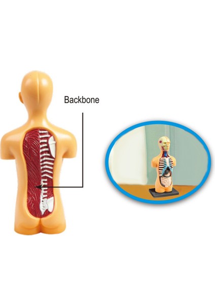 Insan Gövde Model Anatomi Anatomik Tıbbi Sınıf Aracı Çıkarılabilir Iç Organlar ile (Yurt Dışından) fırsatları