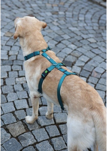 Kaçış Önleyici Köpek Tasması Petrol Yeşili 42 cm - 55 Cm, S fırsatları