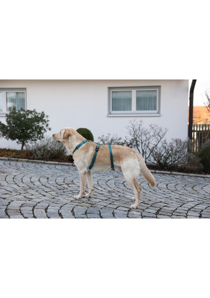 Kaçış Önleyici Köpek Tasması Petrol Yeşili 72 cm - 103 cm, L fiyatları