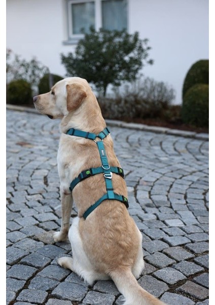 Kaçış Önleyici Köpek Tasması Petrol Yeşili 72 cm - 103 cm, L indirimleri