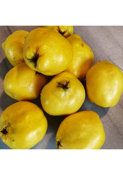 Ayva Reçeli 660cc Kavanoz modelleri