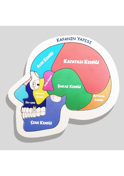 Kafanın Yapısı Eğitici Öğretici Geliştirici Ahşap Sağlıklı Oyuncak