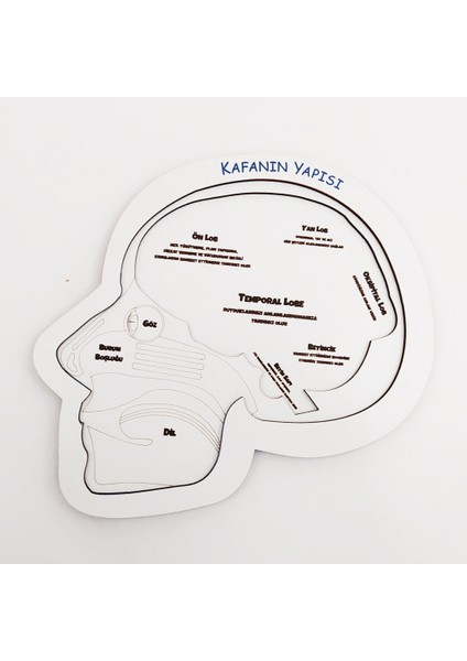 Kafanın Yapısı Eğitici Öğretici Geliştirici Ahşap Sağlıklı Oyuncak