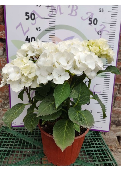 Beyaz Ithal Ortanca (Hydrangea Macrophylla) - Renkli ve Gösterişli Çiçekli Bitki