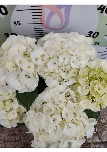 Beyaz Ithal Ortanca (Hydrangea Macrophylla) - Renkli ve Gösterişli Çiçekli Bitki
