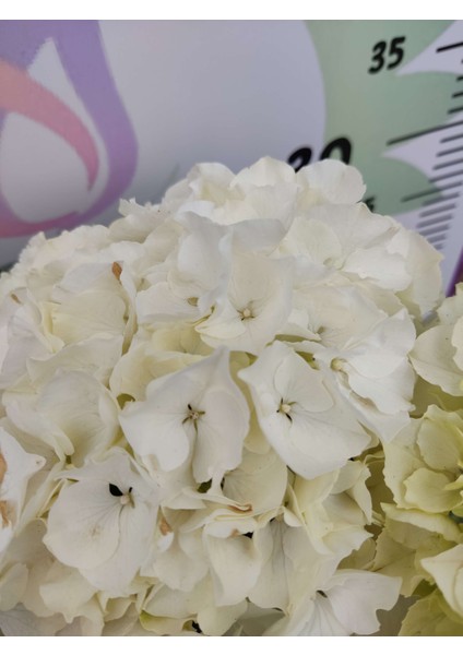 Beyaz Ithal Ortanca (Hydrangea Macrophylla) - Renkli ve Gösterişli Çiçekli Bitki