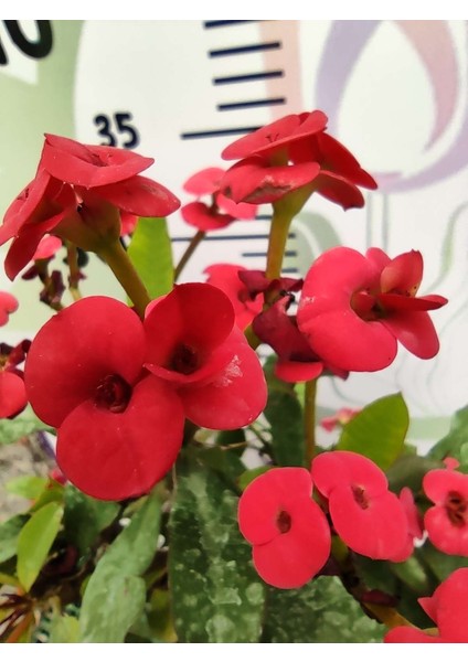 Kırmızı Dikenler Tacı (Euphorbia Milii) - Dayanıklı ve Gösterişli Iç Mekan Süs Bitkisi