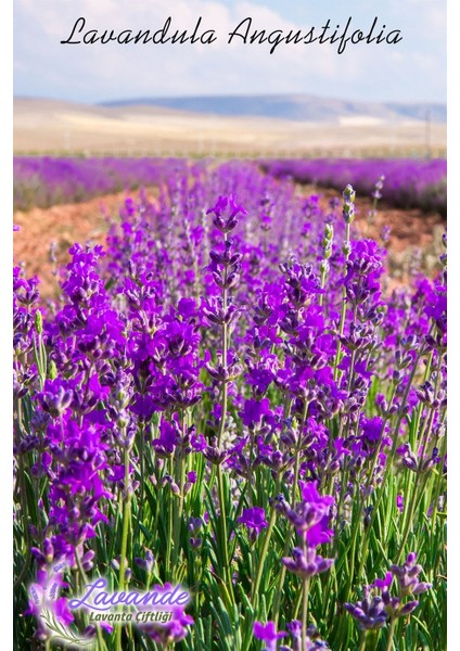 Lavande Organik Lavanta Suyu TONİK (L. Angustifolia) 200ML-SPREY