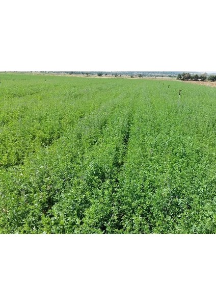 Osm Kayseri Yonca Tohumu 10 Kg, Kaplamalı