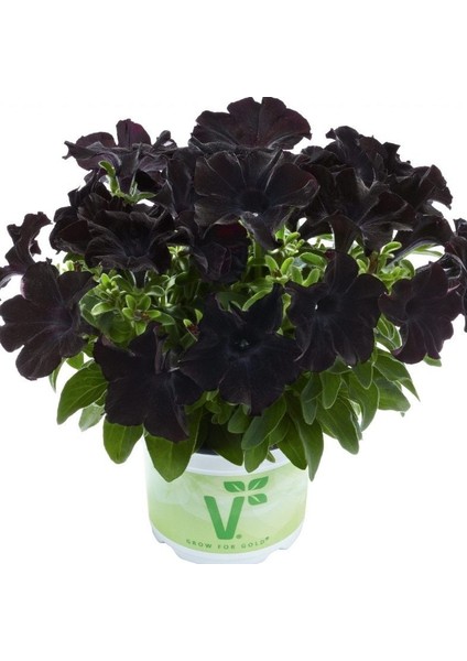 Petunia Atkinsiana Back To Black Siyah Petunya Çiçeği Fidesi (1 Adet)