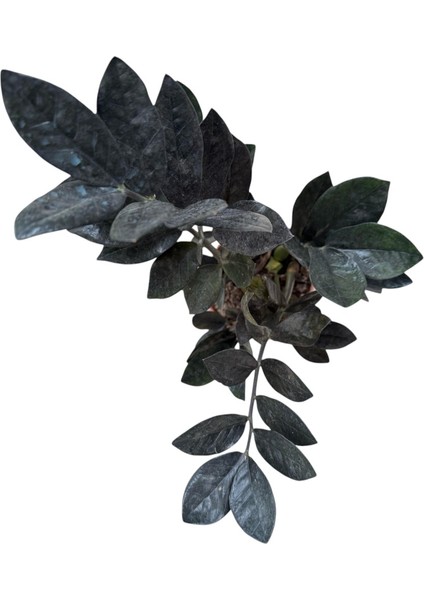 Zamia Bitkisi- Zamioculcas/ Zamia Çiçeği Koyu Renkli 40-50CM