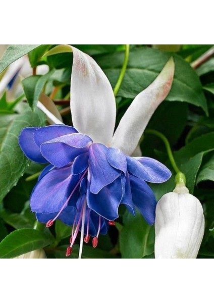 Koleksiyonluk Sınırlı Stok Katmerli Blue Angel Küpe Çiçeği Fidesi (1 Adet)