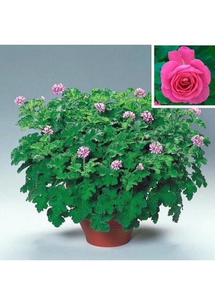 Gül Kokulu Sivrisinek Kovucu Grandeur Odorato Rose Sardunya Fidesi(1 Adet)