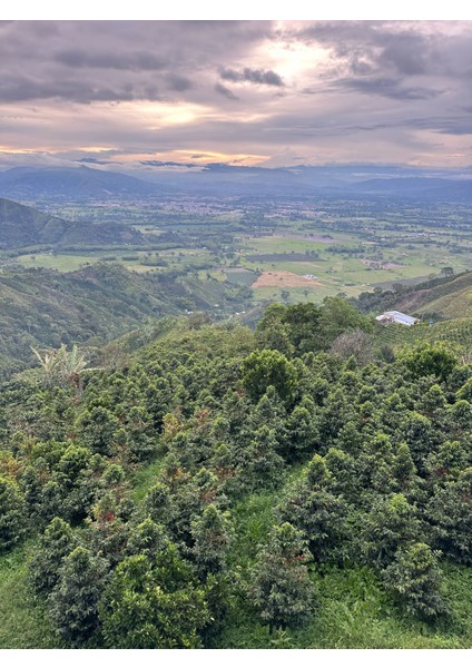 Monteblanco Nectar Citrilus modelleri