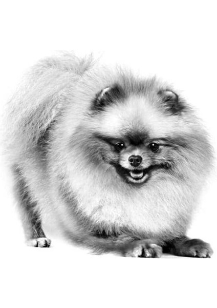 Pomeranian Yetişkin Köpek Irk Maması 3 kg