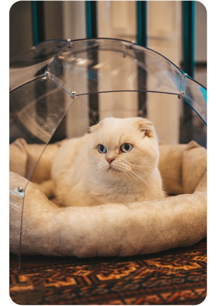 Kedi & Köpek Dome Evi - Fanus Yuva modelleri