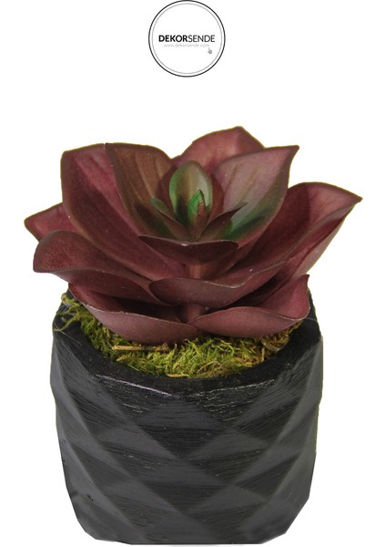 Yapay Mini Echeveria Sukulent Bordo 8 cm Saksılı
