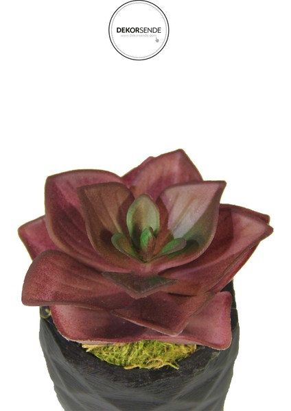 Yapay Mini Echeveria Sukulent Bordo 8 cm Saksılı modelleri