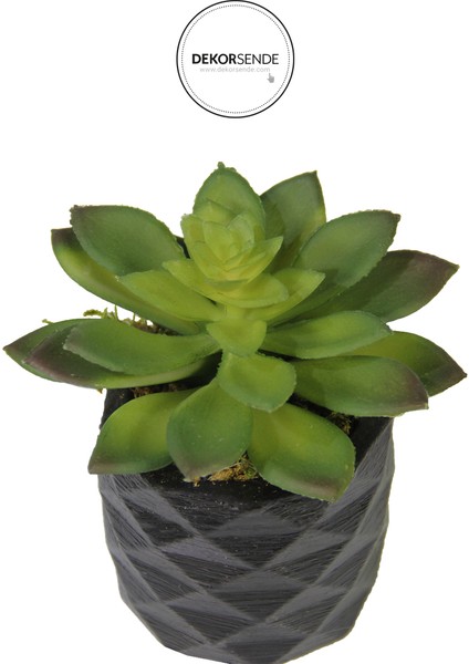 Yapay Mini Etli Echeveria Sukulent Yeşil 12 cm Saksılı modelleri