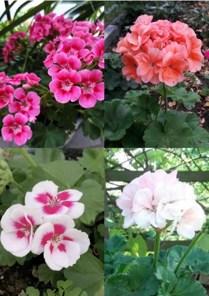 4 Renkte Mis Kokulu Sardunya 5.5 Saksılarda