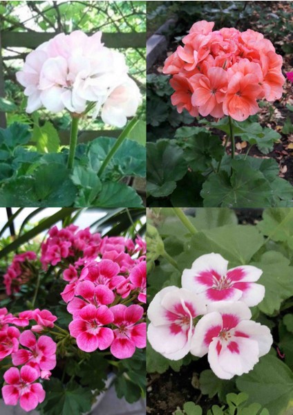 4 Renkte Mis Kokulu Sardunya 5.5 Saksılarda fiyatları