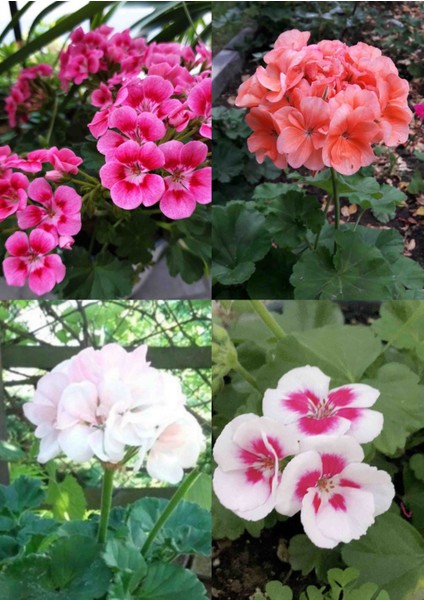 4 Renkte Mis Kokulu Sardunya 5.5 Saksılarda modelleri