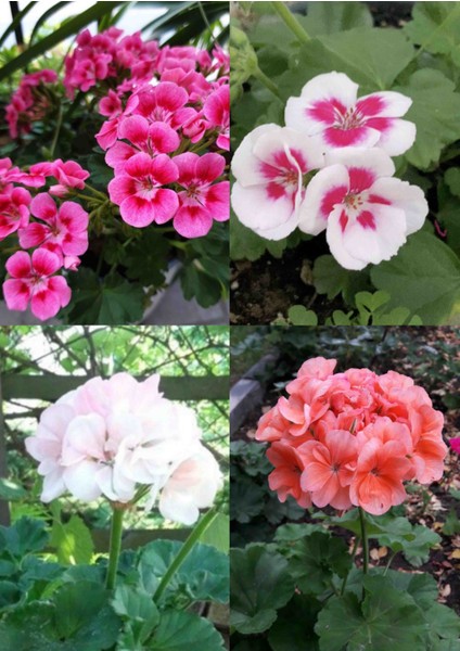 4 Renkte Mis Kokulu Sardunya 5.5 Saksılarda fırsatları