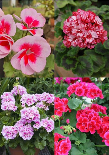 4 Renk Mis Kokulu Sardunya 4 Mini Saksıda