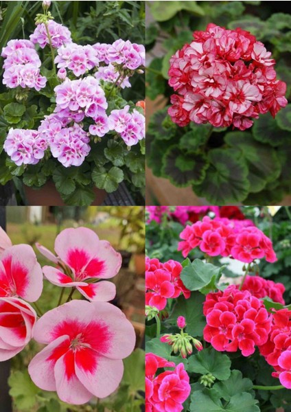 4 Renk Mis Kokulu Sardunya 4 Mini Saksıda fiyatları