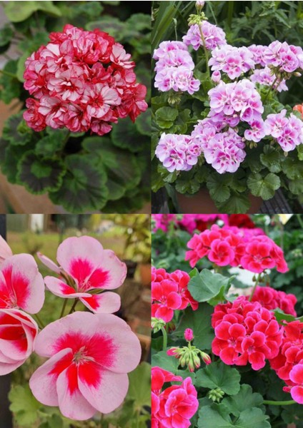 4 Renk Mis Kokulu Sardunya 4 Mini Saksıda modelleri