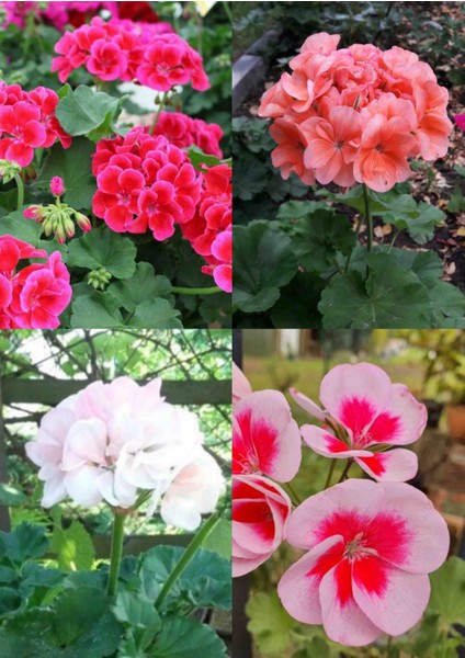 4 Renk Sardunya 4 Saksıda Mis Kokulu