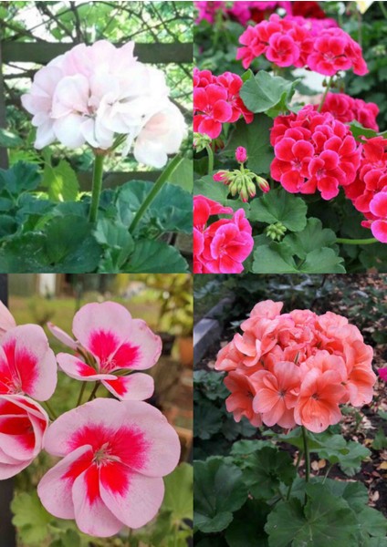 4 Renk Sardunya 4 Saksıda Mis Kokulu fiyatları