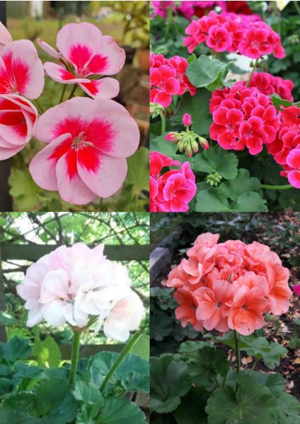 4 Renk Sardunya 4 Saksıda Mis Kokulu modelleri