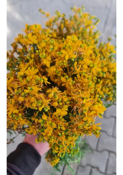 Hatayel Yapımısaf Kantaron Yağı fiyatları