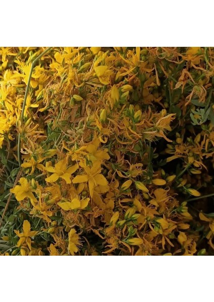 Hatayel Yapımısaf Kantaron Yağı indirimleri