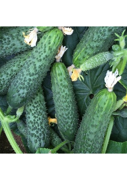 Hıyar Tohumu Asil F1 Turşuluk 5 gr