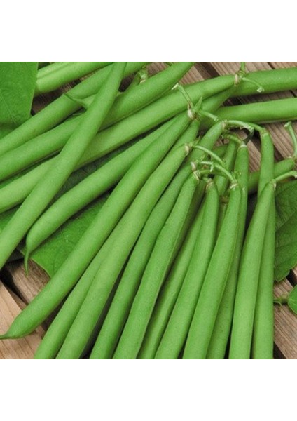Fasulye Tohumu Elif Oturak 25 gr