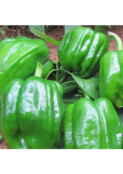 Biber Tohumu Acı Antep Dolmalık 5 gr
