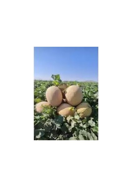 Kavun Ananas Fide