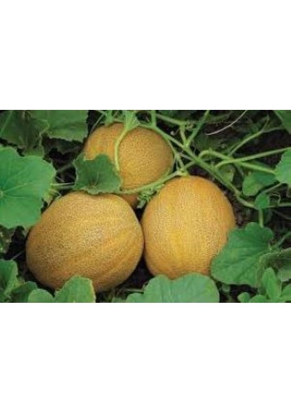 Kavun Ananas Fide
