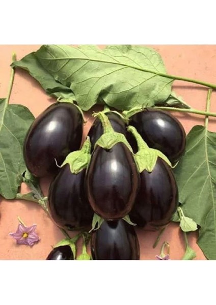 Patlıcan Bostan Fide