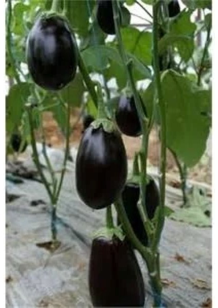 Patlıcan Bostan Fide modelleri