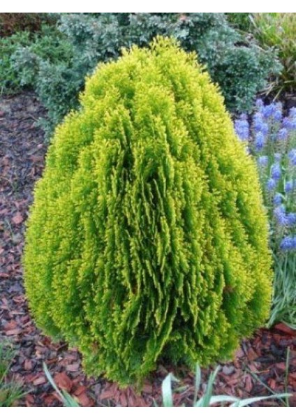 Altuni Mazı Thuja Orientalis Aurea Compacta Nana 3 Adet