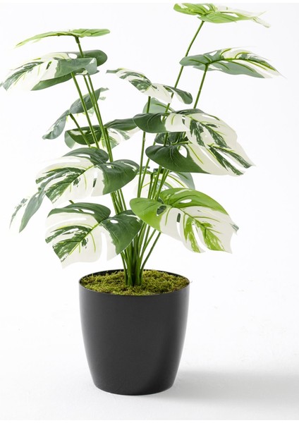 Yapay Salon Köşe Çiçeği Devetabanı Beyaz 65 cm