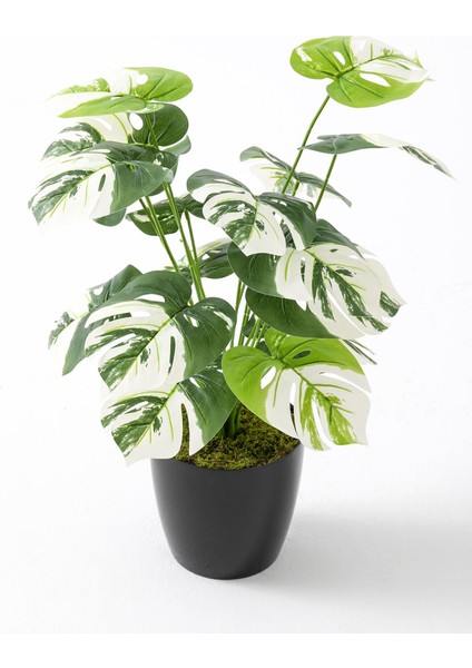 Yapay Salon Köşe Çiçeği Devetabanı Beyaz 65 cm modelleri